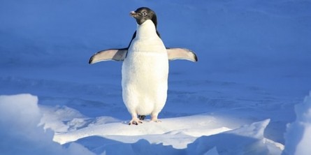 Ranking Verluste nach Penguin Update: so bereinigen Sie Ihr Linkprofil  